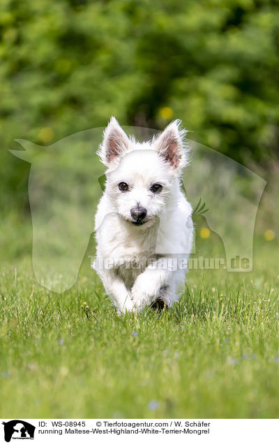 rennender Malteser-West-Highland-White-Terrier-Mischling / running Maltese-West-Highland-White-Terrier-Mongrel / WS-08945