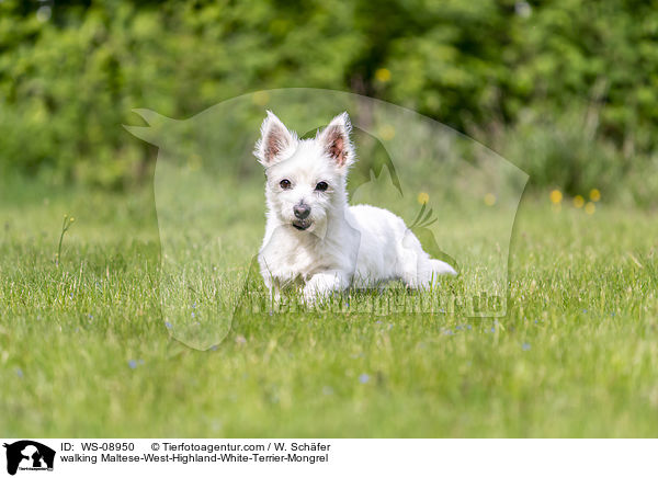 laufender Malteser-West-Highland-White-Terrier-Mischling / walking Maltese-West-Highland-White-Terrier-Mongrel / WS-08950