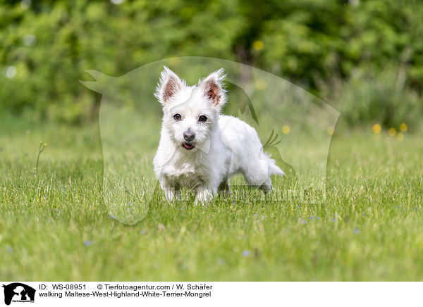 laufender Malteser-West-Highland-White-Terrier-Mischling / walking Maltese-West-Highland-White-Terrier-Mongrel / WS-08951