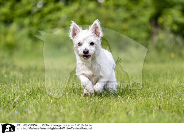 rennender Malteser-West-Highland-White-Terrier-Mischling / running Maltese-West-Highland-White-Terrier-Mongrel / WS-08954