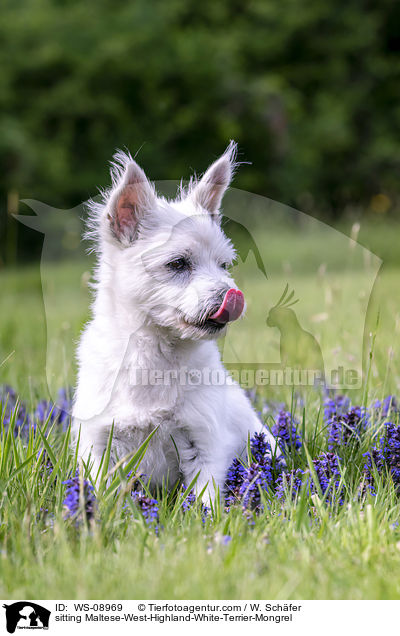 sitzender Malteser-West-Highland-White-Terrier-Mischling / sitting Maltese-West-Highland-White-Terrier-Mongrel / WS-08969