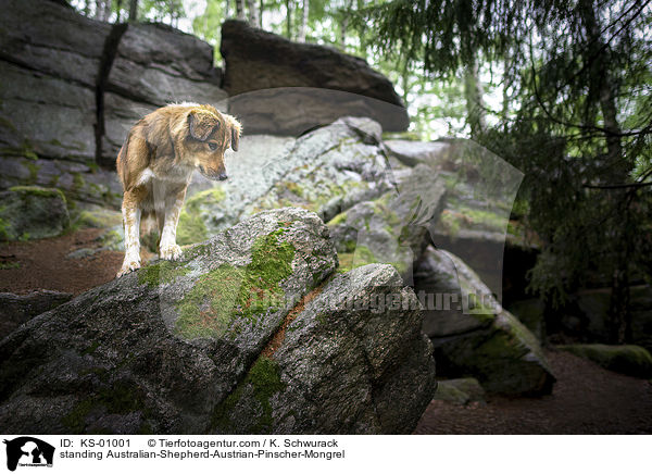 stehender Australian-Shepherd-sterreichischer-Pinscher-Mischling / standing Australian-Shepherd-Austrian-Pinscher-Mongrel / KS-01001