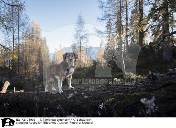 stehender Australian-Shepherd-sterreichischer-Pinscher-Mischling / standing Australian-Shepherd-Austrian-Pinscher-Mongrel / KS-01003