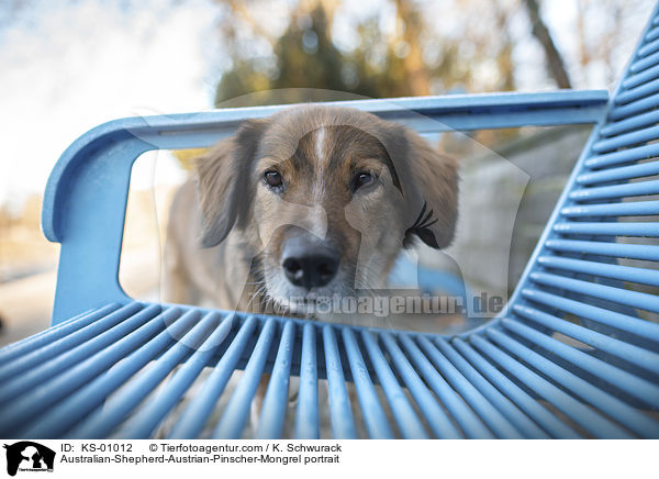 Australian-Shepherd-sterreichischer-Pinscher-Mischling Portrait / Australian-Shepherd-Austrian-Pinscher-Mongrel portrait / KS-01012