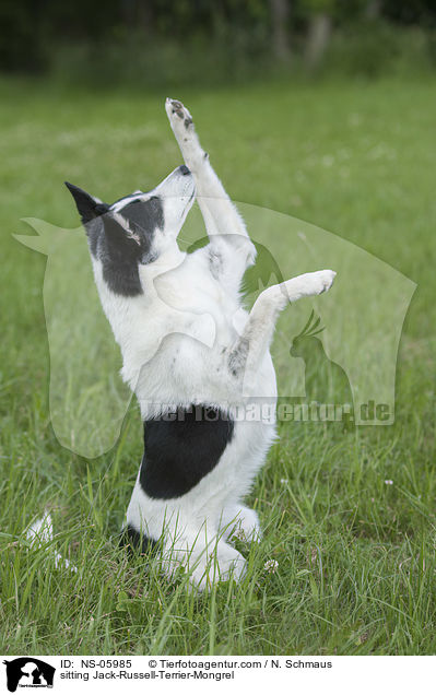 sitzender Jack-Russell-Terrier-Mischling / sitting Jack-Russell-Terrier-Mongrel / NS-05985