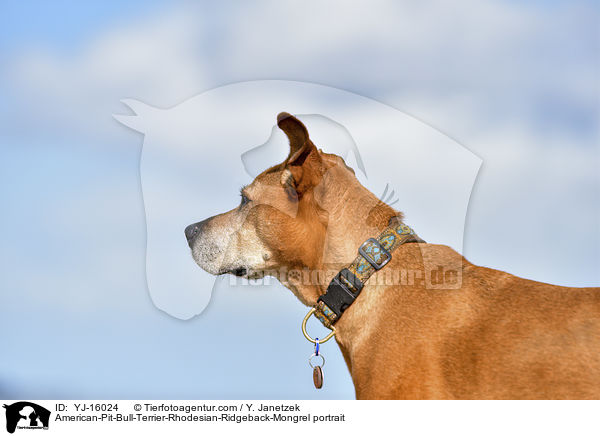 American-Pit-Bull-Terrier-Rhodesian-Ridgeback-Mischling Poprtrait / American-Pit-Bull-Terrier-Rhodesian-Ridgeback-Mongrel portrait / YJ-16024