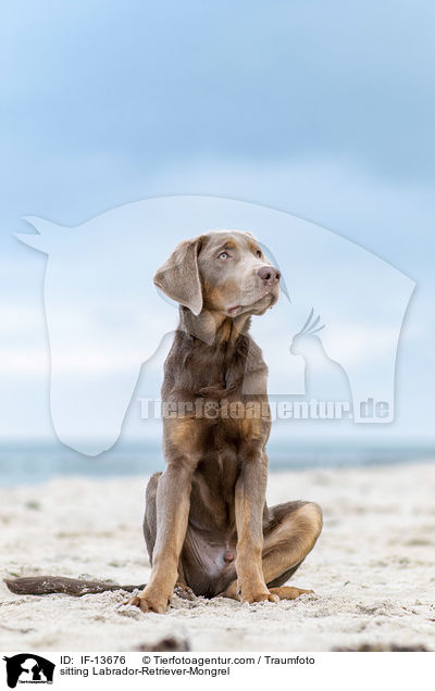 sitzender Labrador-Retriever-Mischling / sitting Labrador-Retriever-Mongrel / IF-13676