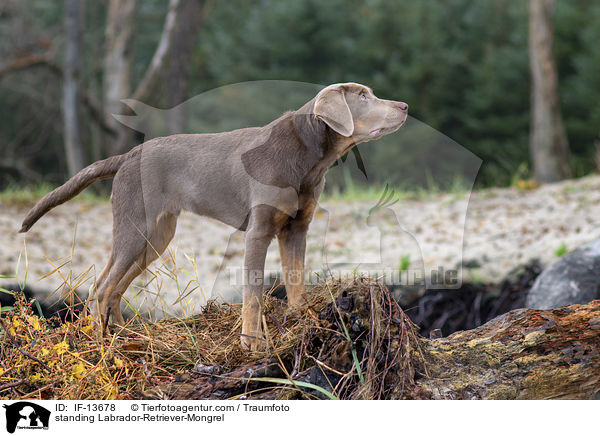 stehender Labrador-Retriever-Mischling / standing Labrador-Retriever-Mongrel / IF-13678