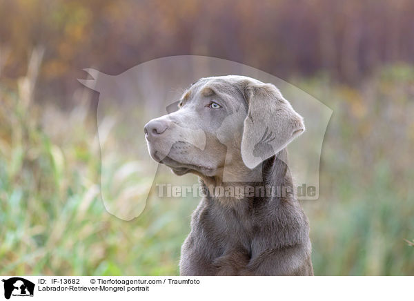 Labrador-Retriever-Mischling Portrait / Labrador-Retriever-Mongrel portrait / IF-13682