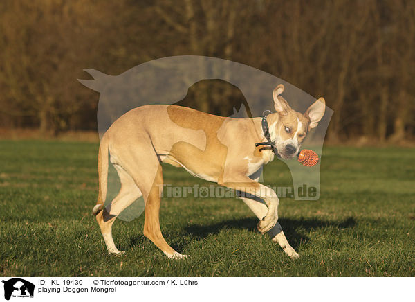 spielender Doggen-Mischling / playing Doggen-Mongrel / KL-19430