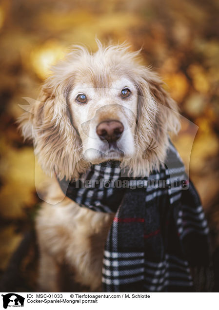 Cocker-Spaniel-Mischling Portrait / Cocker-Spaniel-Mongrel portrait / MSC-01033