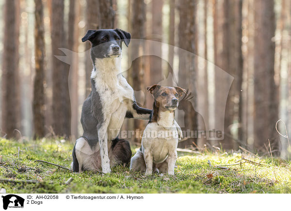 2 Hunde / 2 Dogs / AH-02058