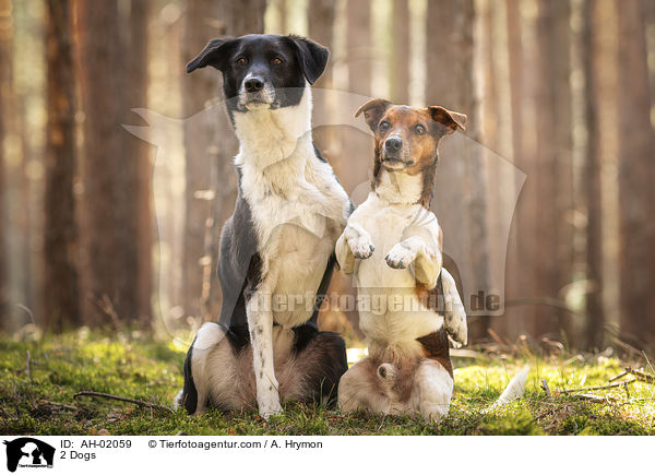 2 Hunde / 2 Dogs / AH-02059