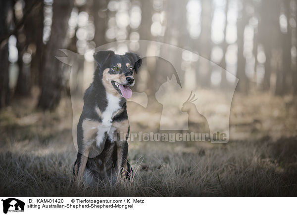 sitzender Australian-Shepherd-Schferhund-Mischling / sitting Australian-Shepherd-Shepherd-Mongrel / KAM-01420