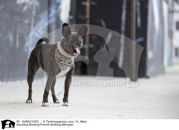 stehender Basenji-Franzsische-Bulldogge-Mischling / standing Basenji-French-Bulldog-Mongrel / KAM-01525