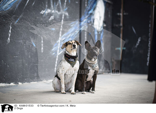 2 Hunde / 2 Dogs / KAM-01533