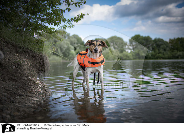 stehender Bracken-Mischling / standing Bracke-Mongrel / KAM-01612