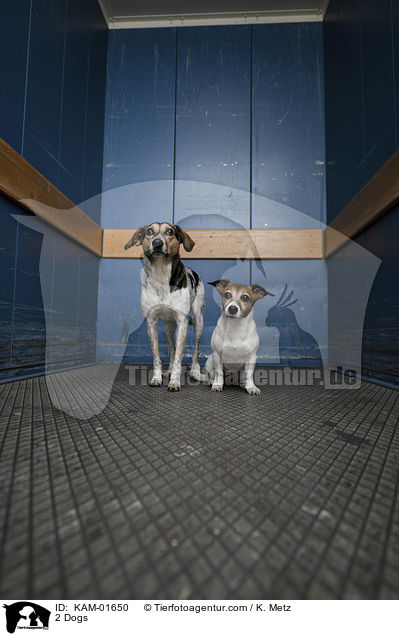 2 Hunde / 2 Dogs / KAM-01650