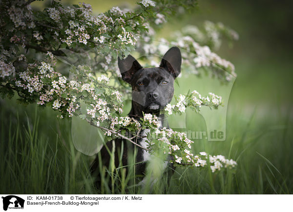 Basenji-Franzsische-Bulldogge-Mischling / Basenji-French-Bulldog-Mongrel / KAM-01738