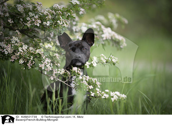 Basenji-Franzsische-Bulldogge-Mischling / Basenji-French-Bulldog-Mongrel / KAM-01739