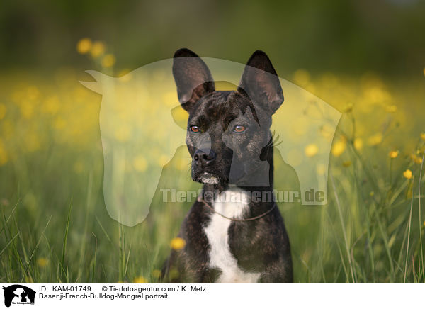 Basenji-Franzsische-Bulldogge-Mischling Portrait / Basenji-French-Bulldog-Mongrel portrait / KAM-01749