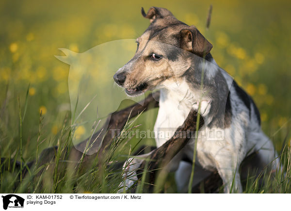 spielende Hunde / playing Dogs / KAM-01752