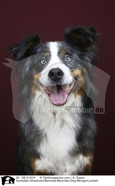 Australian-Shepherd-Berner-Sennenhund-Mischling Portrait / Australian-Shepherd-Bernese-Mountain-Dog-Mongrel portrait / SE-01514