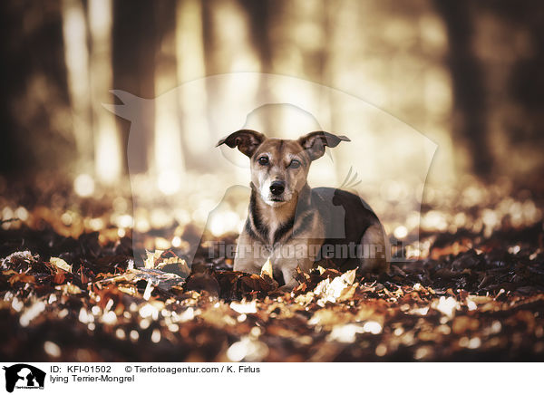 liegender Terrier-Mischling / lying Terrier-Mongrel / KFI-01502