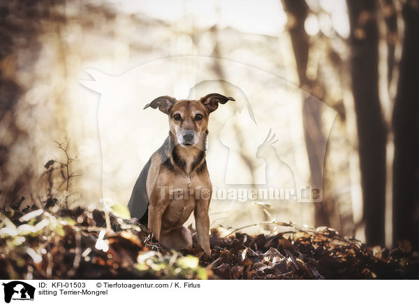 sitzender Terrier-Mischling / sitting Terrier-Mongrel / KFI-01503