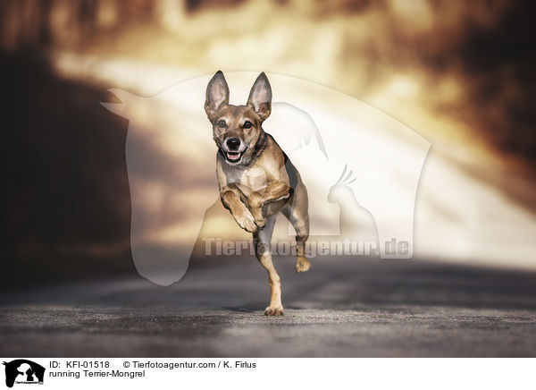 rennender Terrier-Mischling / running Terrier-Mongrel / KFI-01518