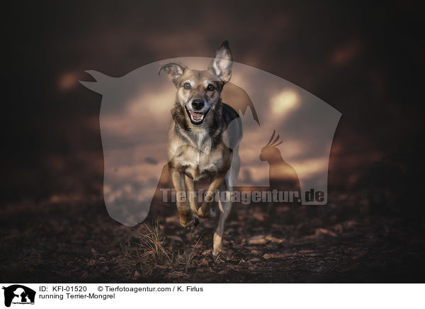 rennender Terrier-Mischling / running Terrier-Mongrel / KFI-01520