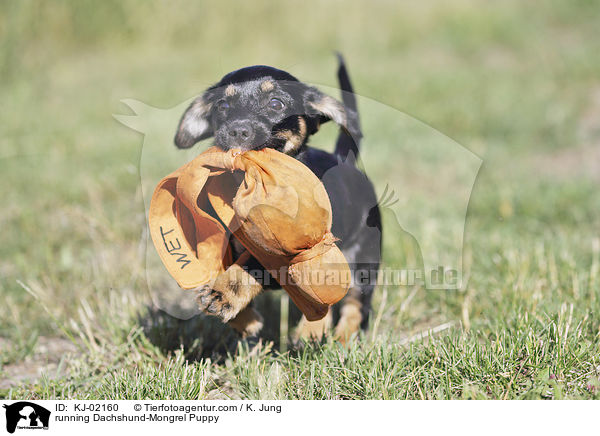 rennender Dackel-Mischling Welpe / running Dachshund-Mongrel Puppy / KJ-02160