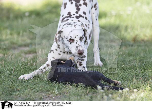 Dackel-Mischling Welpe mit Dalmatiner / Dachshund-Mongrel Puppy with Dalmatian / KJ-02177
