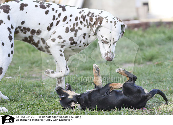 Dackel-Mischling Welpe mit Dalmatiner / Dachshund-Mongrel Puppy with Dalmatian / KJ-02179