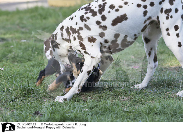 Dackel-Mischling Welpe mit Dalmatiner / Dachshund-Mongrel Puppy with Dalmatian / KJ-02182