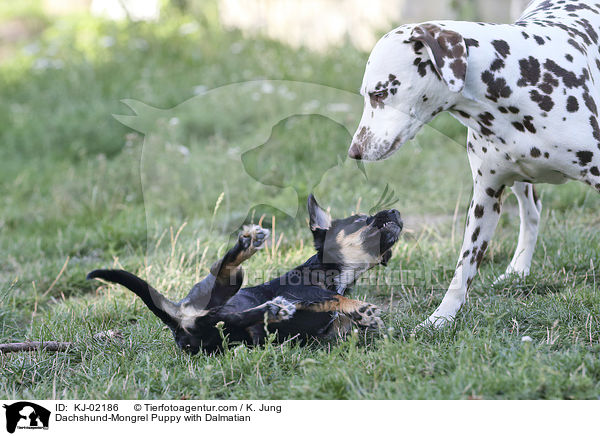 Dackel-Mischling Welpe mit Dalmatiner / Dachshund-Mongrel Puppy with Dalmatian / KJ-02186
