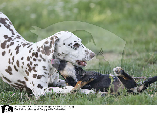 Dackel-Mischling Welpe mit Dalmatiner / Dachshund-Mongrel Puppy with Dalmatian / KJ-02188