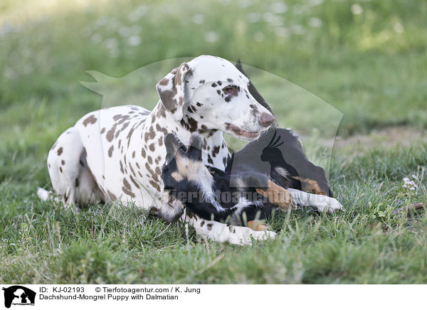 Dackel-Mischling Welpe mit Dalmatiner / Dachshund-Mongrel Puppy with Dalmatian / KJ-02193