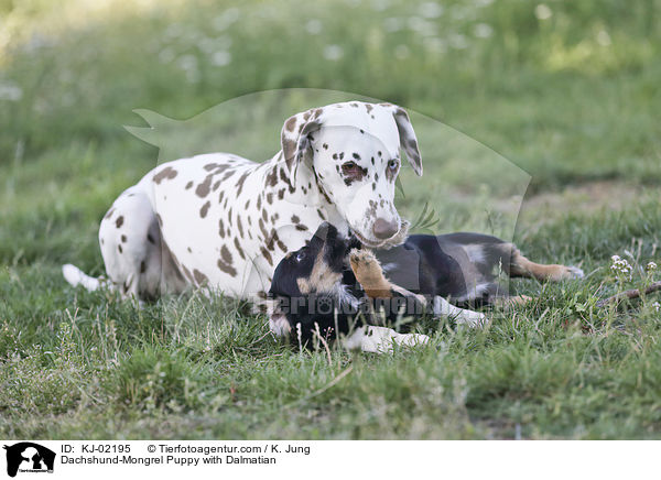 Dackel-Mischling Welpe mit Dalmatiner / Dachshund-Mongrel Puppy with Dalmatian / KJ-02195