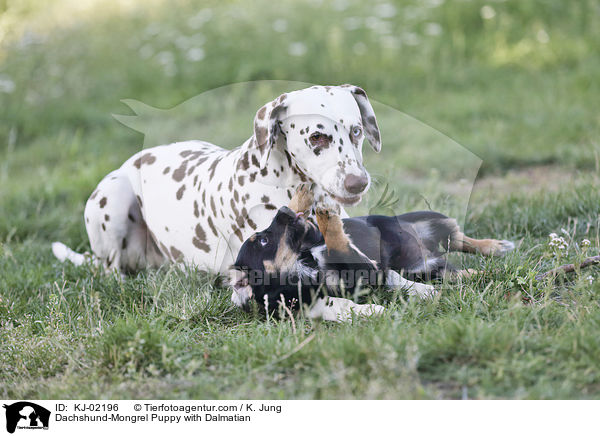 Dackel-Mischling Welpe mit Dalmatiner / Dachshund-Mongrel Puppy with Dalmatian / KJ-02196
