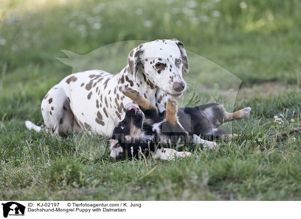 Dackel-Mischling Welpe mit Dalmatiner / Dachshund-Mongrel Puppy with Dalmatian / KJ-02197
