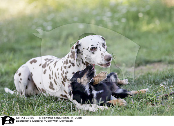 Dackel-Mischling Welpe mit Dalmatiner / Dachshund-Mongrel Puppy with Dalmatian / KJ-02198