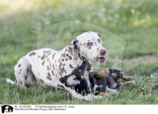 Dackel-Mischling Welpe mit Dalmatiner / Dachshund-Mongrel Puppy with Dalmatian / KJ-02200