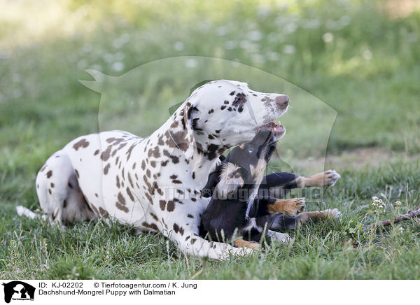 Dackel-Mischling Welpe mit Dalmatiner / Dachshund-Mongrel Puppy with Dalmatian / KJ-02202