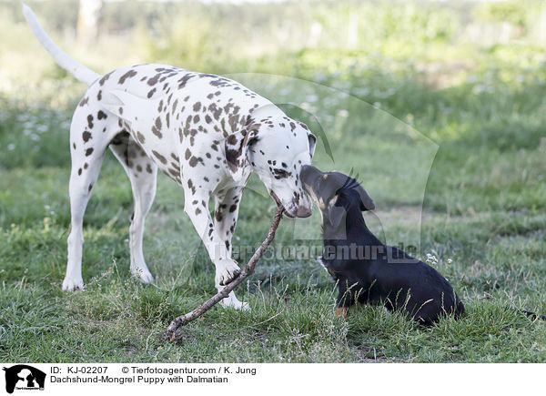 Dackel-Mischling Welpe mit Dalmatiner / Dachshund-Mongrel Puppy with Dalmatian / KJ-02207
