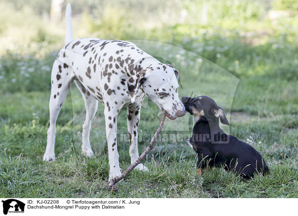 Dackel-Mischling Welpe mit Dalmatiner / Dachshund-Mongrel Puppy with Dalmatian / KJ-02208