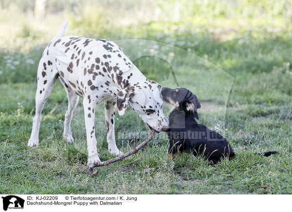 Dackel-Mischling Welpe mit Dalmatiner / Dachshund-Mongrel Puppy with Dalmatian / KJ-02209
