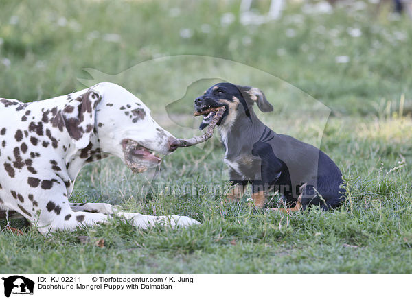 Dackel-Mischling Welpe mit Dalmatiner / Dachshund-Mongrel Puppy with Dalmatian / KJ-02211