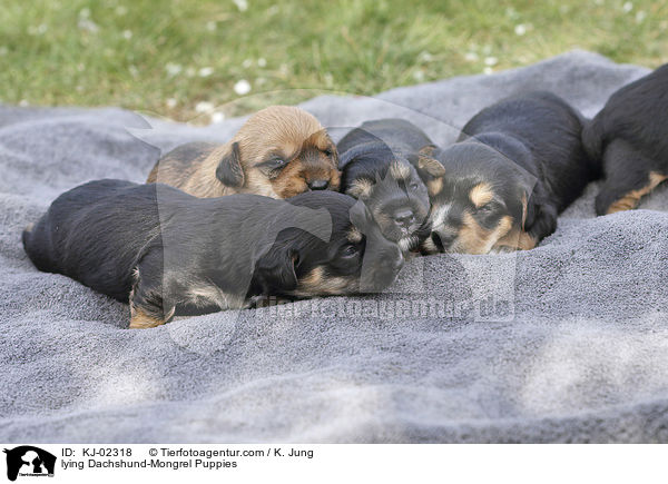 liegende Dackel-Mischling Welpen / lying Dachshund-Mongrel Puppies / KJ-02318