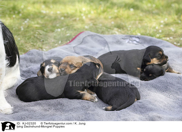 liegende Dackel-Mischling Welpen / lying Dachshund-Mongrel Puppies / KJ-02320